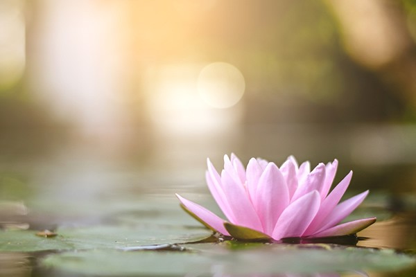 Lotus auf stillem See