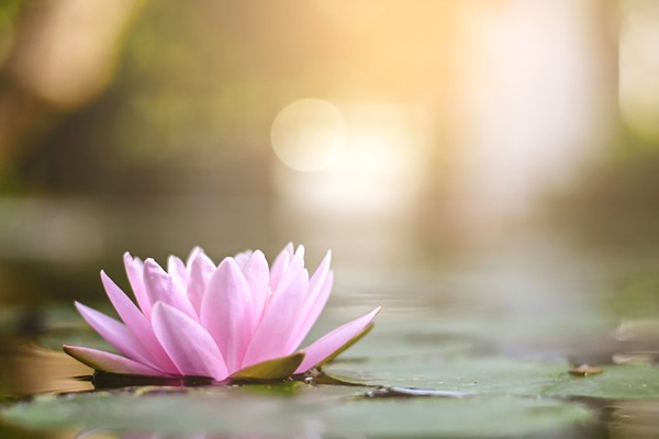 Lotus auf stillem See Meerbusch